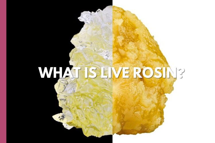 What is Live Rosin?